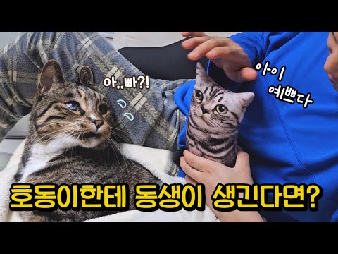 남집사가 (인형)고양이를 쓰다듬었더니..상상도 못했던 반응에 너무 놀랐어요