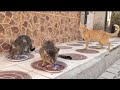 The Ginger Cat Does Not Care At All About Food Because It Is Interested In The Tabby Cat