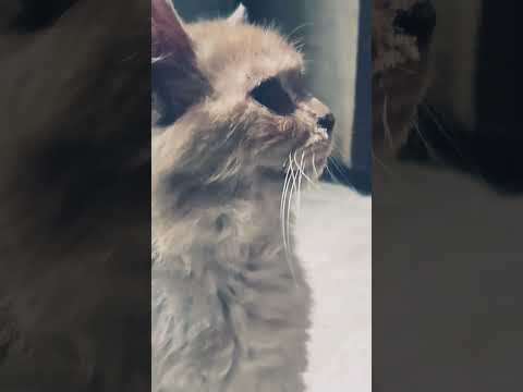 mere paas Baat Karne MAROOF.