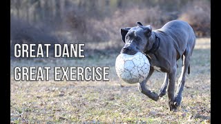 How to Exercise your Great Dane