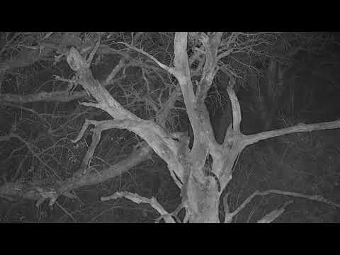 Djuma: Genet in tree-Pt:2 - 00:16 - 08/27/19