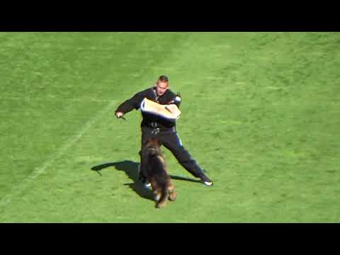 2021 SV BSZS TSB 1061 VA5 Sastor vom Huhnegrab