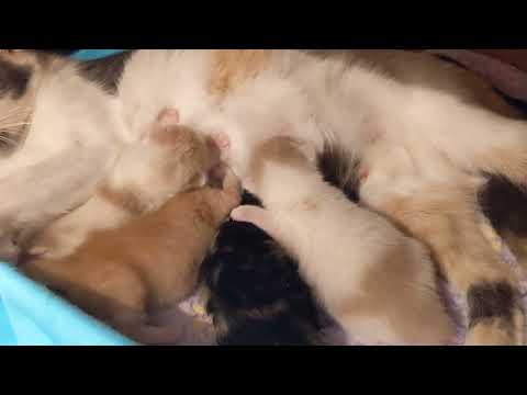 1 week old kittens nursing
