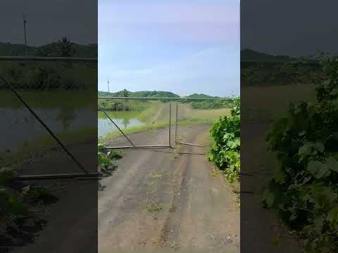 TERRENO AGRÍCOLA DE 14.15 HA EN ZAPOTILLO, LOJA ($143,880)