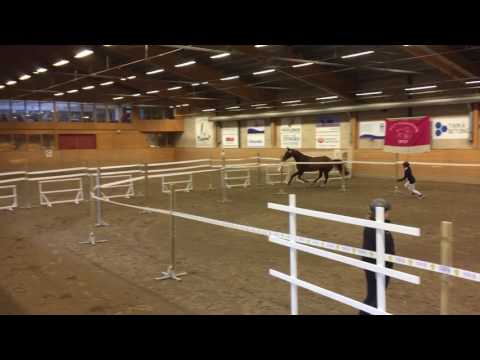 Kannan - Quinar - Ramiro Z 3 year old stallion at SWB test 20170611-1