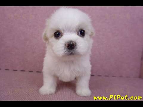 09/21馬爾濟斯母幼犬1號