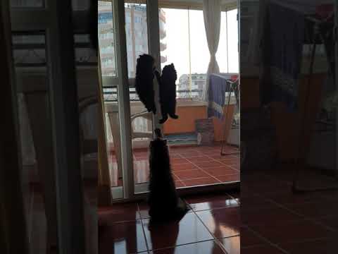 mission impossible! meow