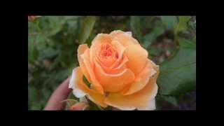 MYSTERY ROSE~WAVES - Low Budget Soul