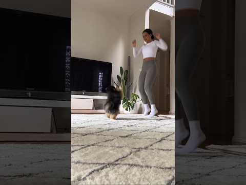Cute Pomeranian Dances With Owner 💃🏻 #shorts #dog #pomeranian