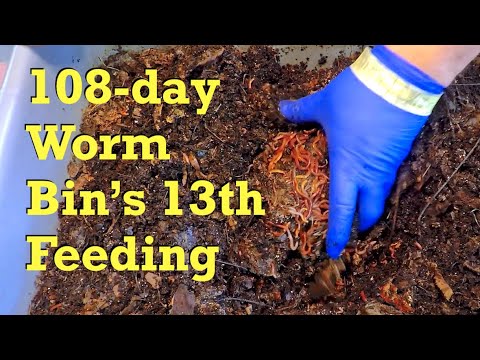 13th feeding for red wiggler worm bin - vermicompost