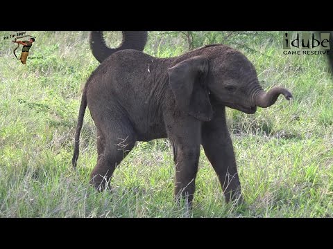 Floppy Little Elephant Calf