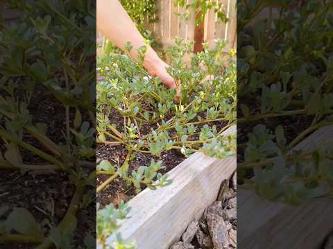 Purslane in the garden. They make a simple and delicious side dish.