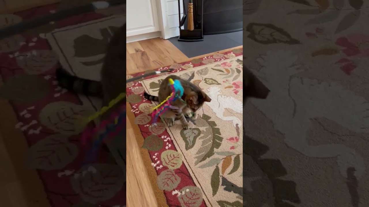 Eloise, a ADOPTABLE mixed breed in Hilton Head Island, SC video 5/5