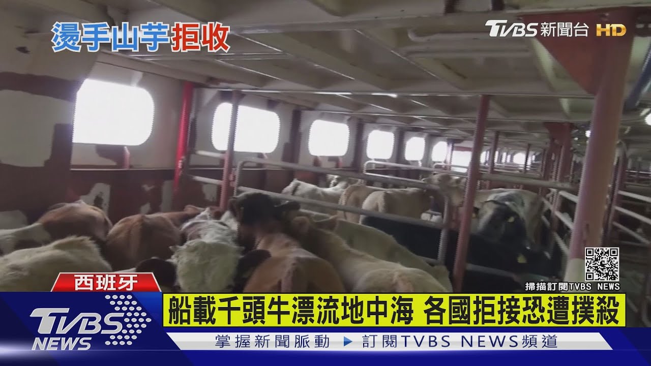 船載千頭牛漂流地中海 各國拒接恐遭撲殺