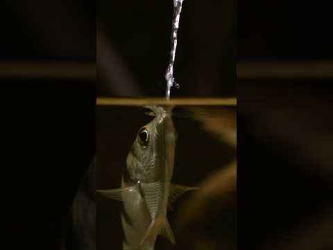 Specialised mouthparts allow archerfish to shoot bullet-like jets of water to dislodge their prey.