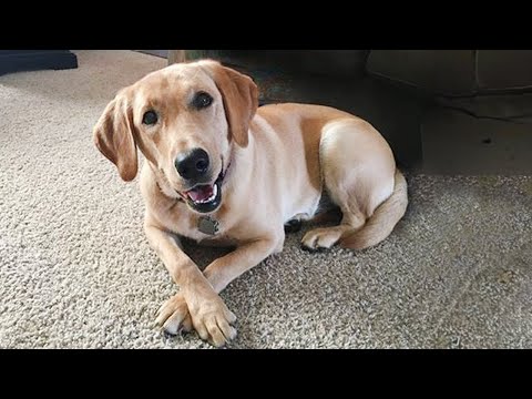 Les chiens du Labrador vous feront sourire à coup sûr