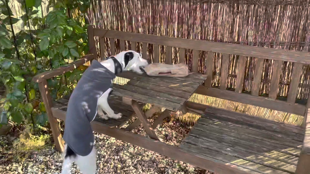 Lilly ist in meiner Hundepension ich liebe es mit Hunden zu Jagen zu gehen.