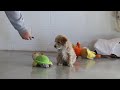 Miniature Poodle dogs for sale: Teddy - Video 1