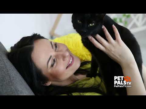What you didn't know about black cats!