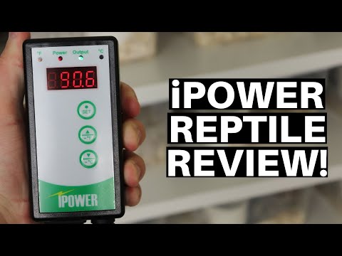 iPower Digital Reptile Thermostat Review! - Benjamin's Exotics