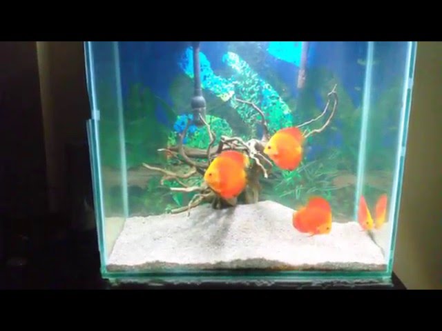 Red Melon Discus Fish Tank