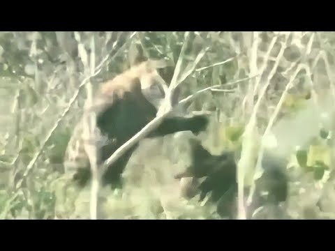 QUANDO O CATETO ENFRENTA A ONÇA