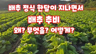 배추 정식 한달이 지나면서 추비 관련 제 개인의 생각 공유 nk18 24 30 유니칼슘 (배추재배방법)