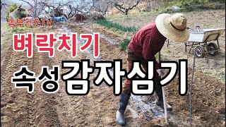 벼락치기로 감자심기 / 땅은 준비가 안되어 있는데 어떻게 하면 좋을까요 ?