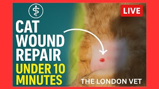猫伤口紧急修复 |不到 10 分钟即可完成手术