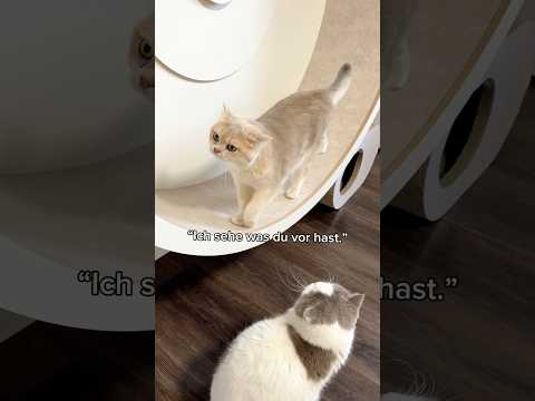 Toffee ist schlimm wenn es um sein Laufrad geht! #katzenvideos