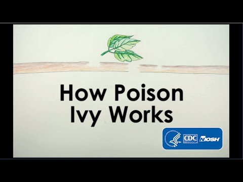 image-How long does poison oak rash last?