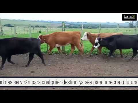 Rte 177 - Lote 69 - 56 Vaquillonas 1 a 2 años.