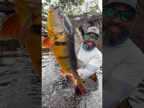 The amazing Amazon peacock bass!! #fishing #peacockbass #amazonas #barcelos #amazon #tucunare
