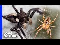 A Portia Jumping Spider Is A Spider S Worst Nightmare
