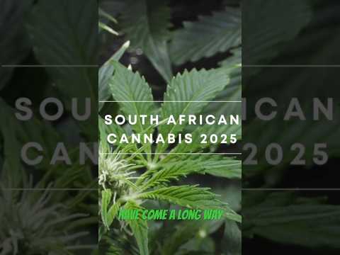 Is Cannabis Legal in South Africa in 2025?