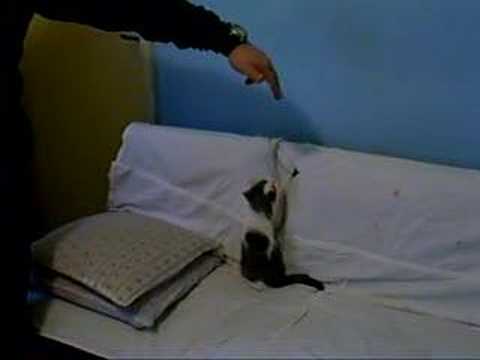 Jump Higher, Bastet!