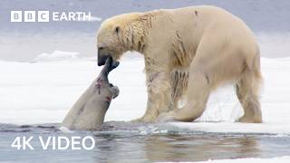 הטורפים המרשימים ביותר של הטבע | BBC Earth