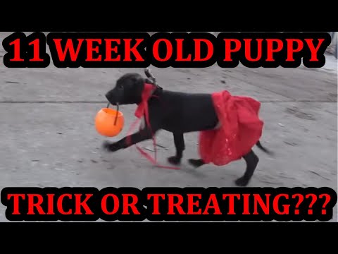 Can 11 Week Old Grit Learn to Trick or Treat Like Bindi?