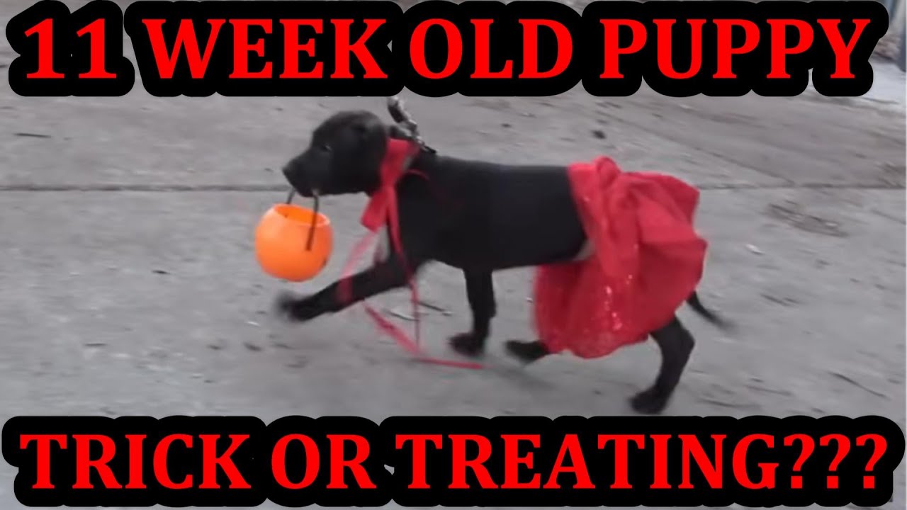 Can 11 Week Old Grit Learn to Trick or Treat Like Bindi?