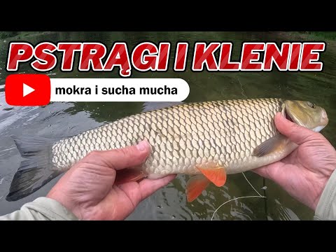 Trout and chub//wet and dry fly//San #traper