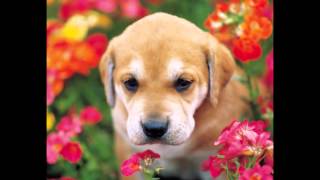 Ani Difranco What How When Where... Dogs 18