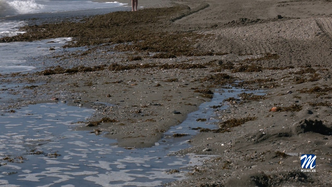 Playas trabaja a diario en la retirada de algas Playas trabaja a diario en la retirada de algas