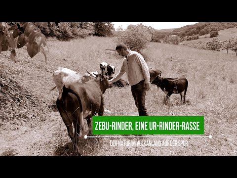 Zebu-Rinder | Der Natur im Vulkanland auf der Spur | vulkantv.at