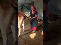 Beautiful Village Girl Pulling The Tail Of A Cow Cow Funny