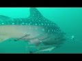 Whale Shark @ Musandam Oman 17th - 23 May 6 Nights Liveaboard Trip