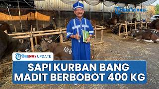 Bang Madit Kembali Berkurban Tahun Ini, Beli Sapi Seharga Rp 30 Jutaan dengan Bobot 400 Kg