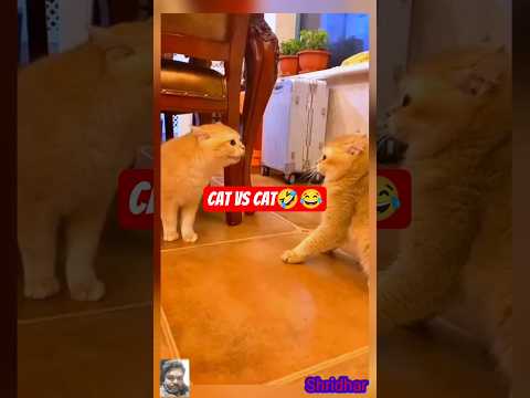 cat vs cat 🤣😂 #comedy #funny #viral #trending #shorts #youtubeshorts