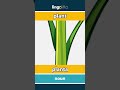 plant - planta video thumbnail