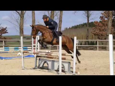 Lemotion von Worrenberg - Hann, 2012, hochtalentierte Stute