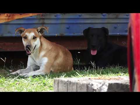 HISTORIA DE MAX MARIA CAMILA TORO